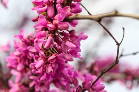 Blooming Judas tree (Bagryannik or Cercis canadian) in early spring 4