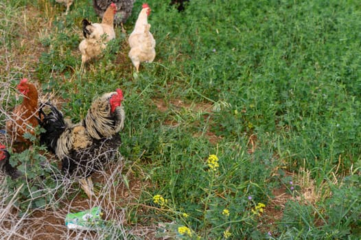 Group of organic chickens feeding outdoors