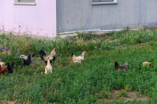 Free range chickens on farm