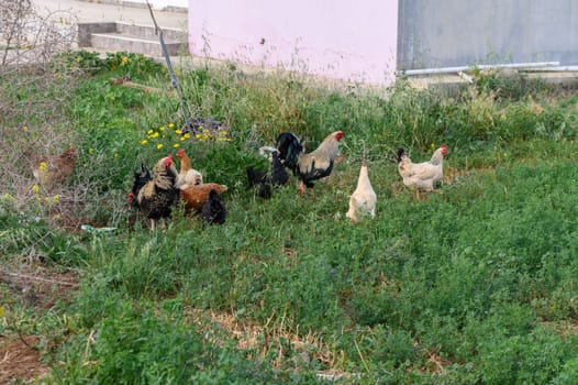 Chicken walking on the paddock.