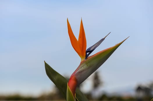 Bird of Paradise (Strelitzia reginae) plant in bloom