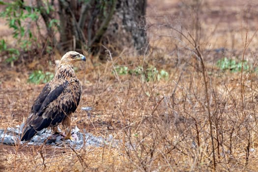 tawny eagle in kruger park south africa with a prey