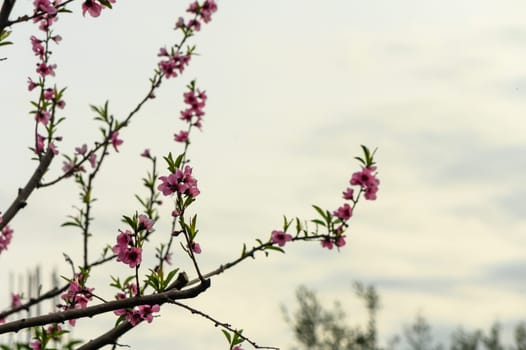 Pretty pink peach blossoms in early spring 1