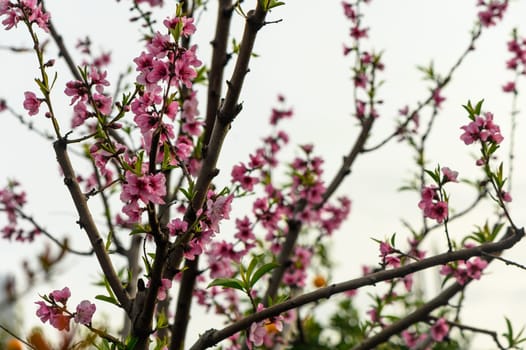 Beautiful Pink Peach Blossoms in a Garden 1