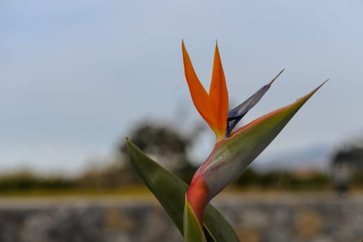 beautiful Bird of Paradise flower (Strelitzia reginae)