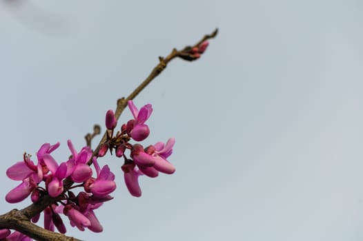 Flowers Bagryannik European with pink flowers in the park of the city 3