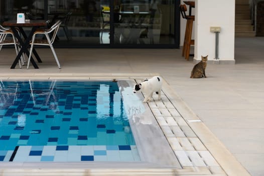 stray cat drinks water from the pools on a hot day