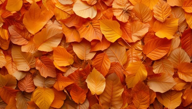 Vibrant orange autumn leaves texture background. Fallen foliage pattern of colorful deciduous tree leaves.