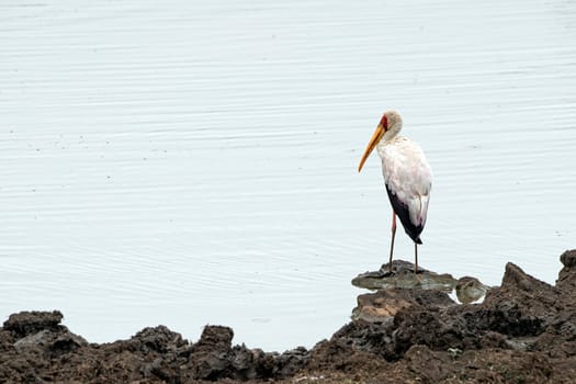 yellow billed stork bird in kruger park south africa