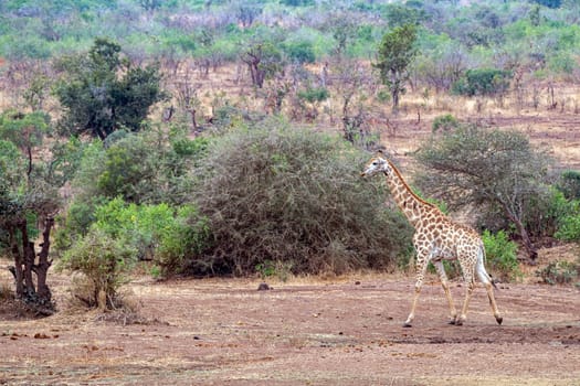 giraffe in kruger park south africa eating