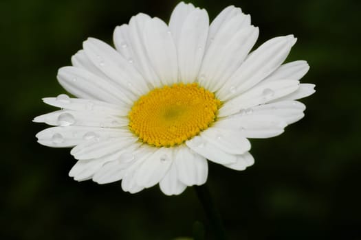 Bud of a white chamomile flower in the garden with the blurred background. Shallow depth of field.