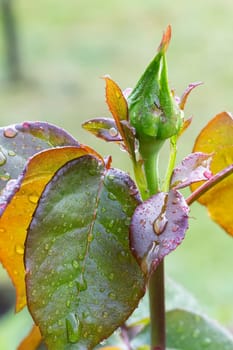 Close-up view of the rose bud on a stem with leaves growing in the garden. Shallow depth of field.