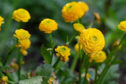 Yellow Ranunculus asiaticus or Persian buttercup growing in the garden. Shallow depth of field.