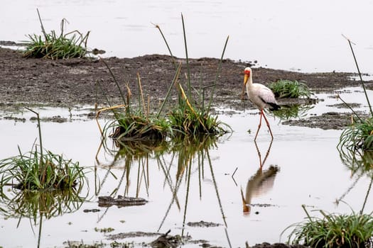 yellow billed stork bird in kruger park south africa