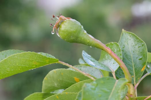 Fruit of an immature pear on a branch of the tree. Shallow depth of field. Fruits growing in the garden