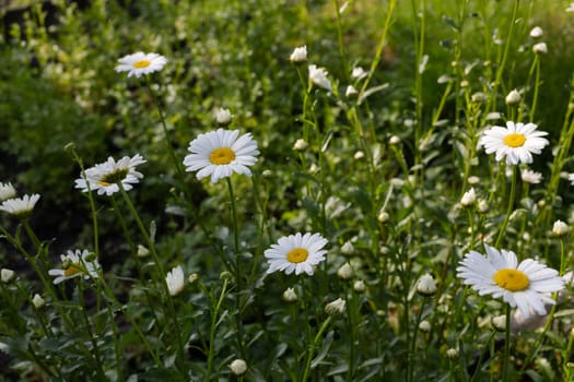 Flowers of chamomile in the garden in the sunny day.