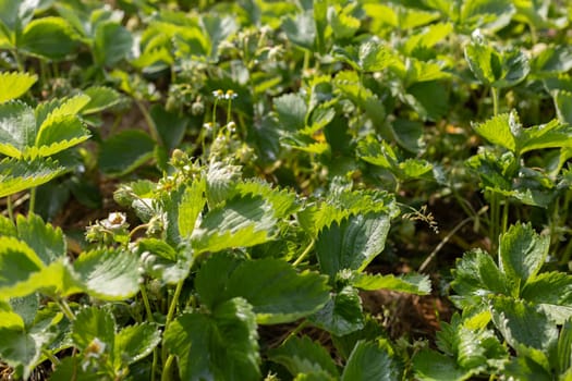 Strawberry bushes on the garden beds in sunny day.