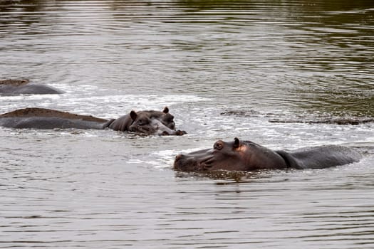 hippos resting in kruger park south africa pool