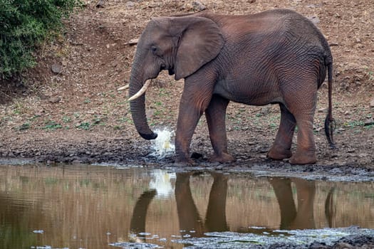 elephant while drinking at the pool in kruger park south africa