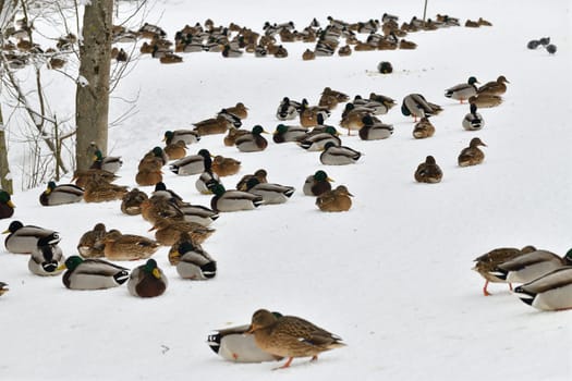 A flock of wild mallards sits on snow in park