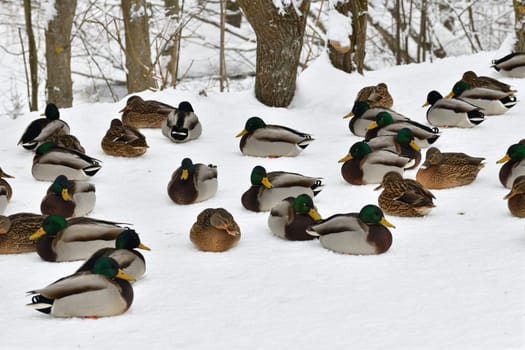 A flock of wild mallards sits on snow in park