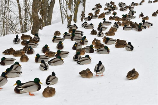 A flock of wild mallards sits on snow in park