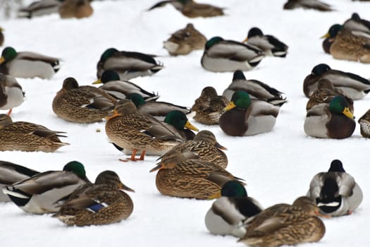 A flock of wild mallards sits on snow in park