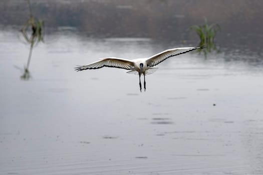 Sacred ibis bird flying in kruger park south africa