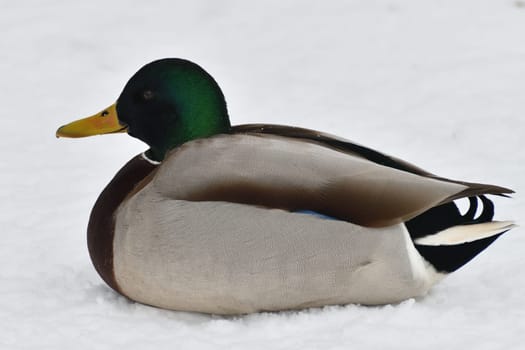 One Male mallard sitting on snow