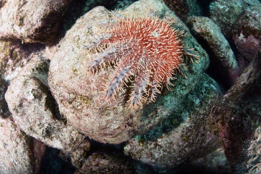 A crown of thorns sea urchin sea star eating corals