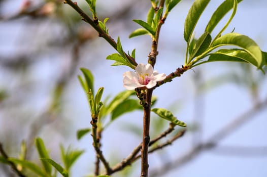 Detail branches of almond trees flowered with the first green almonds of the season. 2