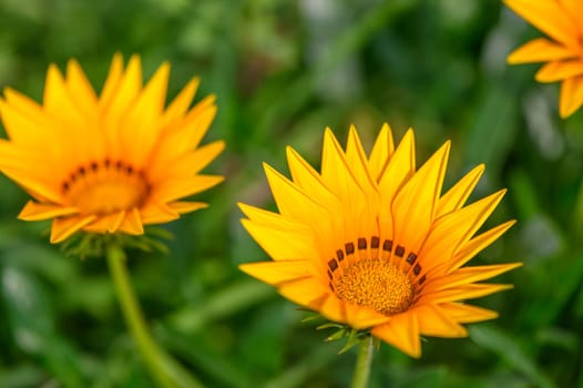 gazania flower or african daisy in a garden 4