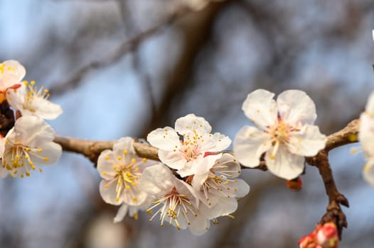 Closeup of Almond blossoms on a sunny day in spring 2