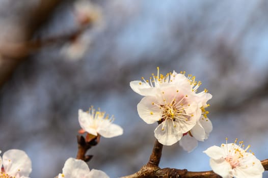 Flowering almond blossoms in spring 1