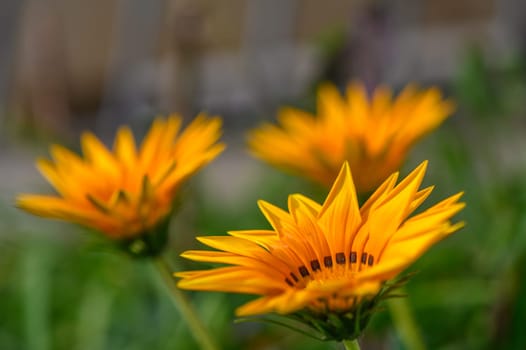 gazania flower or african daisy in a garden 2