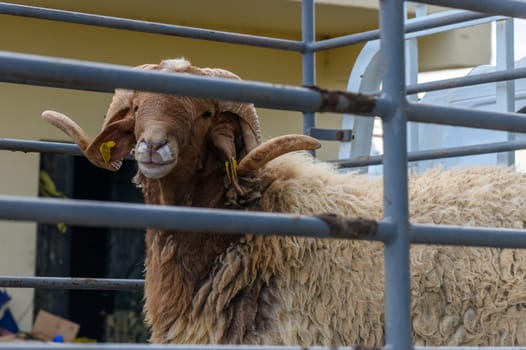 ram with curled horns in the back of a truck