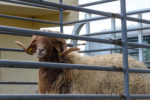 ram with curled horns in the back of a truck 2