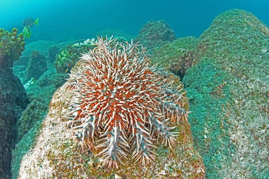 A crown of thorns sea urchin sea star eating corals