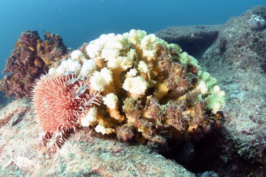 A crown of thorns sea urchin sea star eating corals