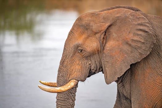 elephant eye close up in kruger park south africa detail