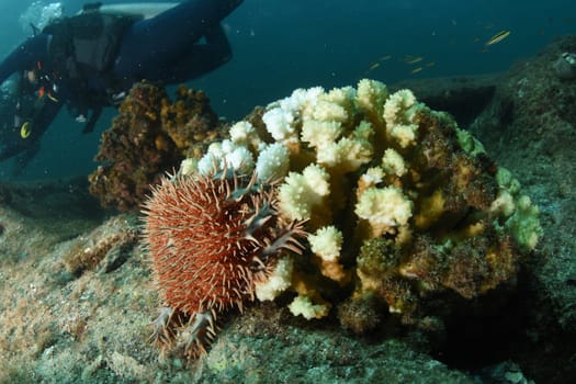 A crown of thorns sea urchin sea star eating corals