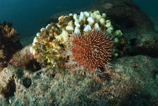 A crown of thorns sea urchin sea star eating corals