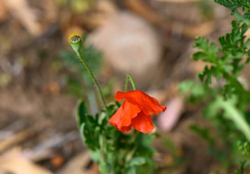 open bud of red poppy flower in the field. wonderful sunny afternoon weather of mountainous countryside.1