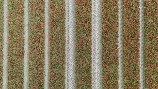 Tulips, endless red tulips wallpaper. aerial view straight from above topview, tulips blooming on field in South Holland. Endless tulip fields in spring in South Holland made by drone