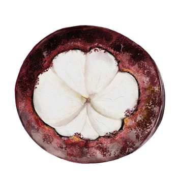 Mangosteen half watercolor. Tropical fruit illustration hand drawing isolated on white background. Botanical clip art of asian food garcinia. Realistic mangostana sketch for designing menus of Thai and vegetarian restaurants and recipes. High quality photo