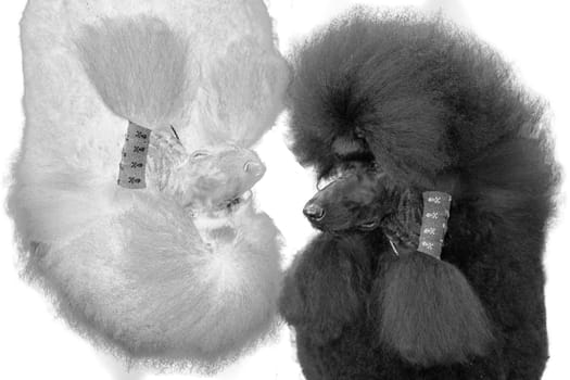 Giant Poodle black dog profile on white background