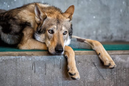 czech wolf dog portrait on cement background while looking at you