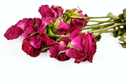 Roses in poor external condition are isolated on a white background