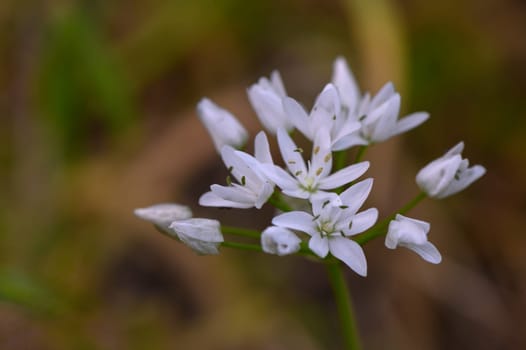 Flowering ramson (wild leek) or wild garlic, beautiful white flowers in nature, natural botanical outdoor background 2