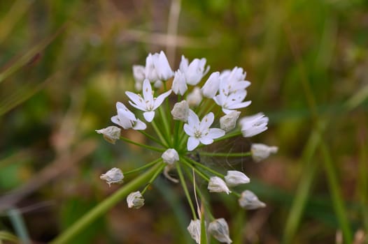 Flowering ramson (wild leek) or wild garlic, beautiful white flowers in nature, natural botanical outdoor background 3